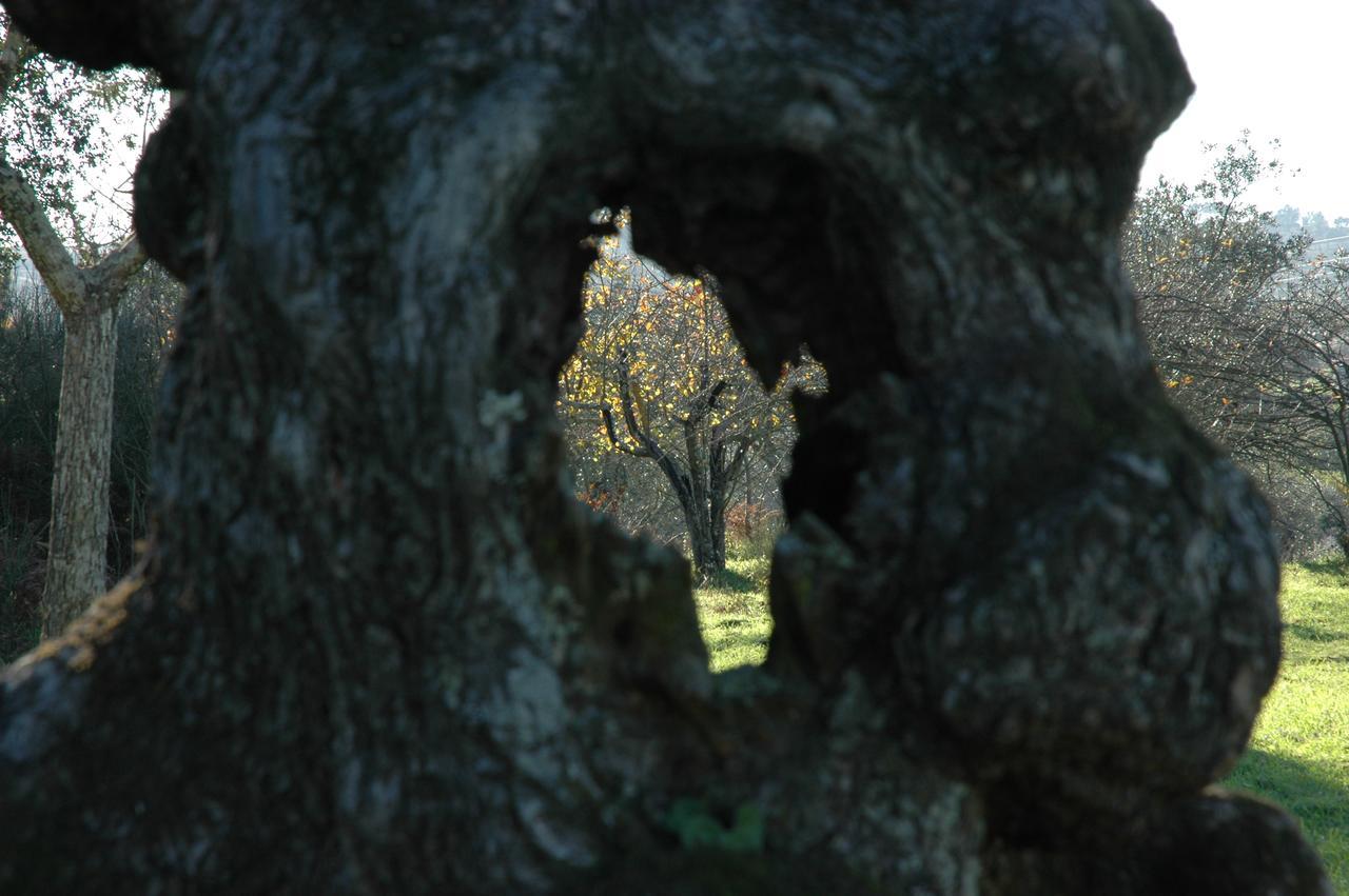 ホテルQuinta Do Lagar Da Moira Vila Franca da Serra エクステリア 写真